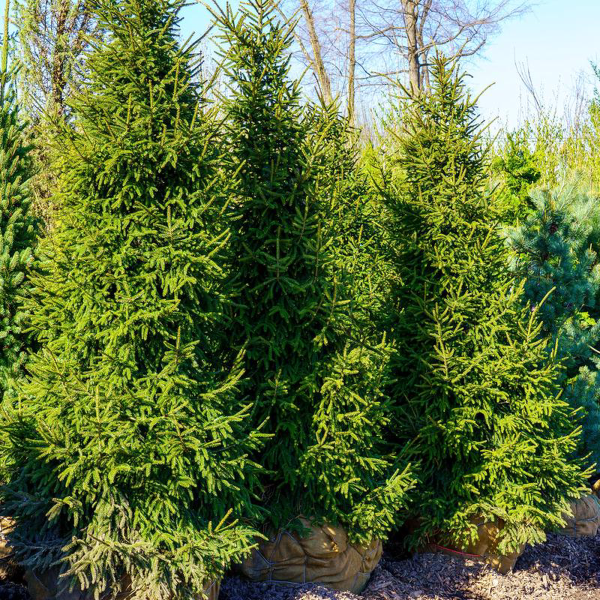 Gowdy Oriental Spruce 898242 B038B