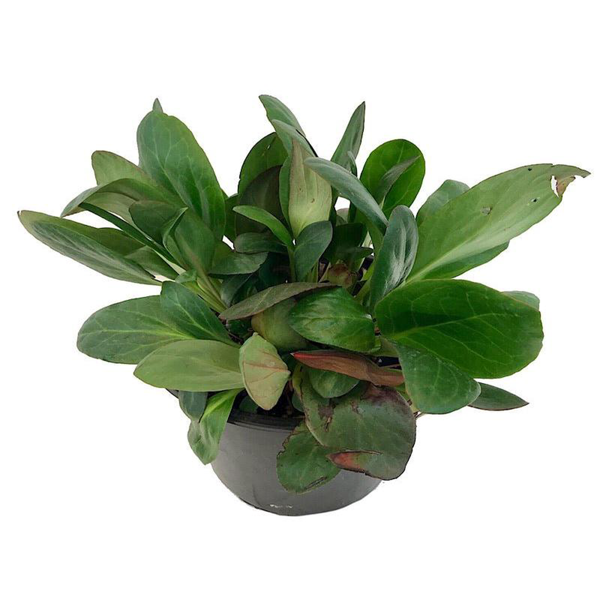 Bergenia 8216Pink Dragonfly8217 1 Gallon