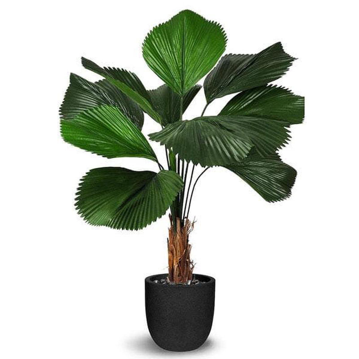 Ruffled latan palm 8211 Plant