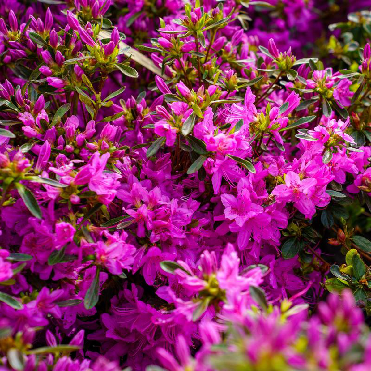 Compact Korean Azalea 3 Gallon