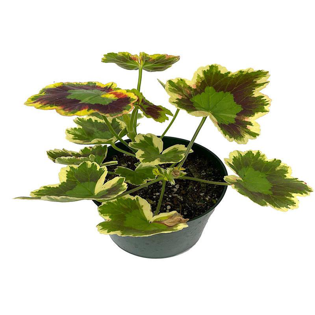 Geranium Fancy Leaf 8216Mrs Pollock8217 5 Inch
