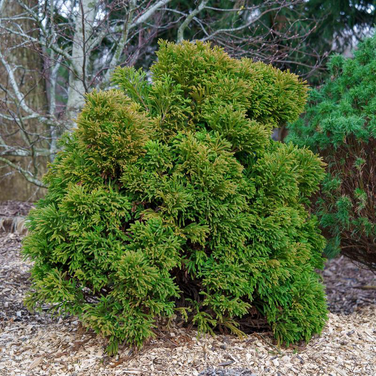 Globosa Nana Japanese Cedar 10 Gallon