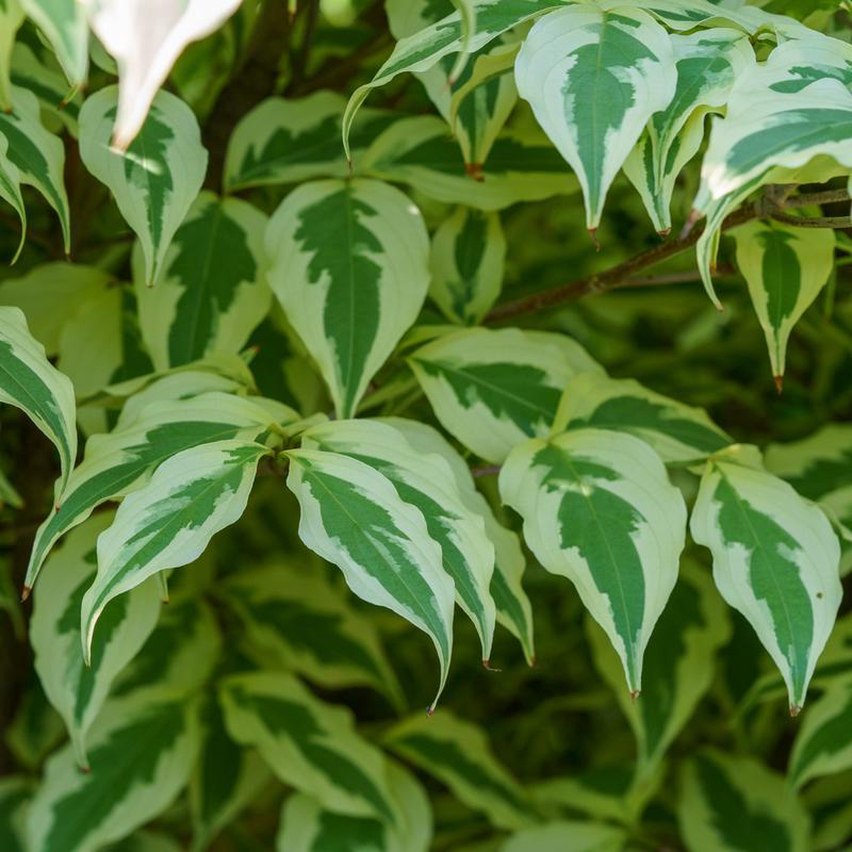 Summer Fun Kousa Dogwood 7 foot B038B