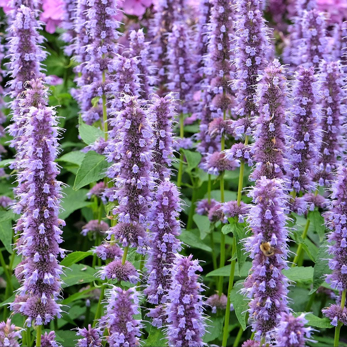 Anise Hyssop (Agastache foeniculum) Perennial