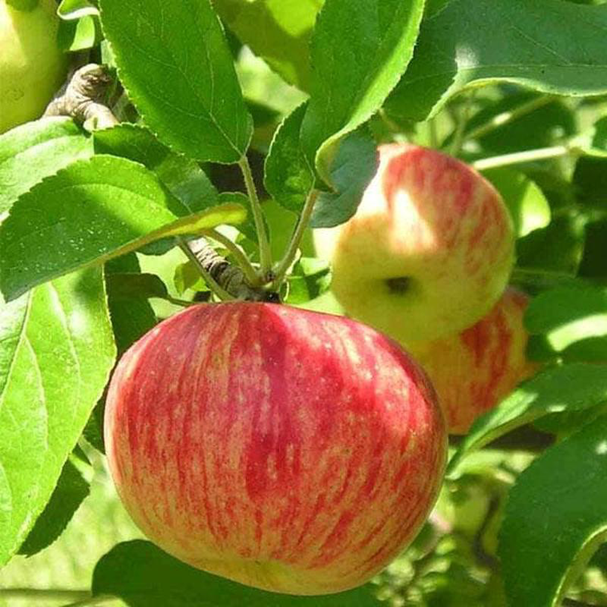Apple Seb 8211 Plant