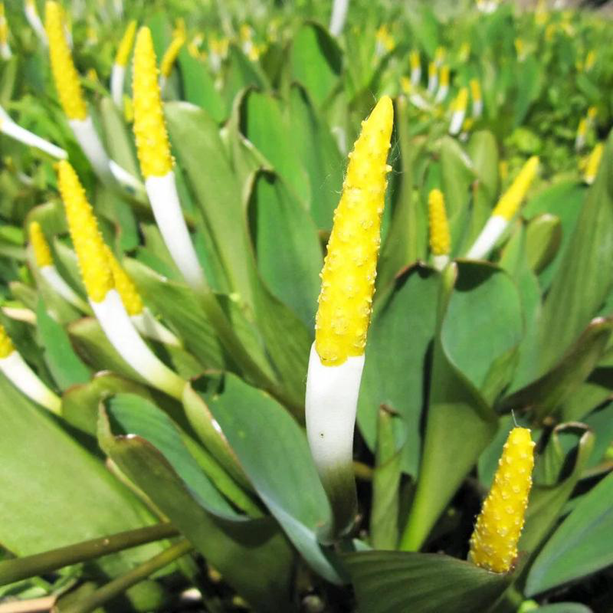 Orontium Aquaticum Aquatic Pond Plant 8211 Golden Club 5ltr Pot Size