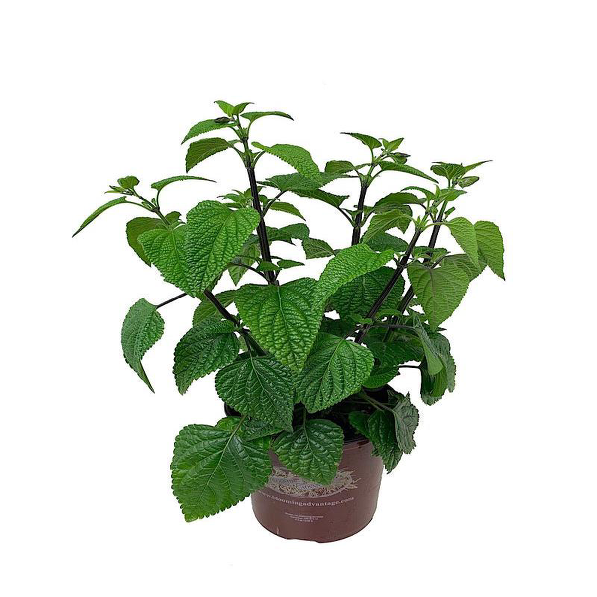 Salvia guaranitica 8216Black and Blue8217 1 Gallon
