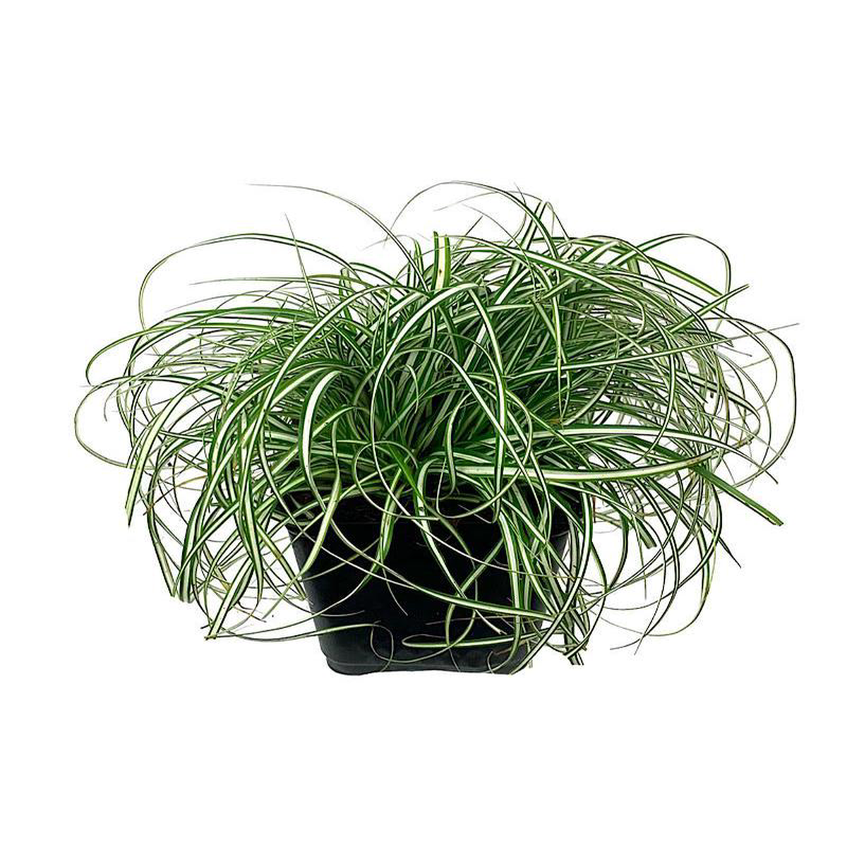 Carex oshimensis 8216EverColor Everlite8217 4 Inch