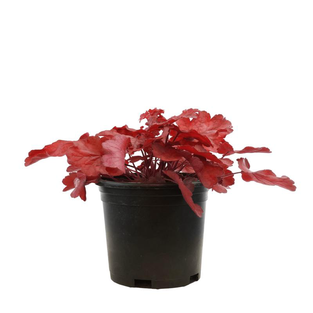 Heuchera 8216Fire Chief8217 1 Gallon