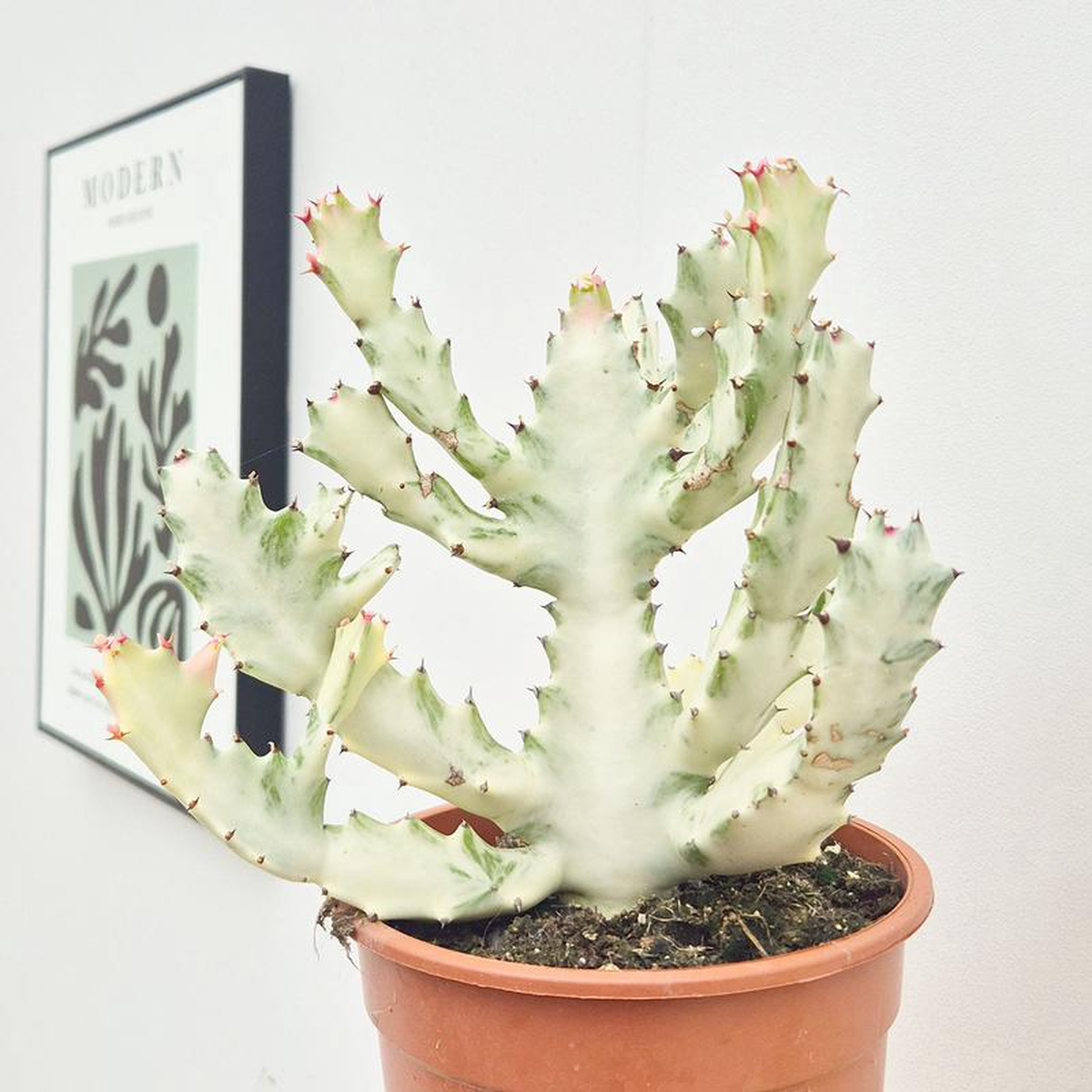 35 8211 45cm Euphorbia Lactea Ghost Cactus House Plant 17cm Pot