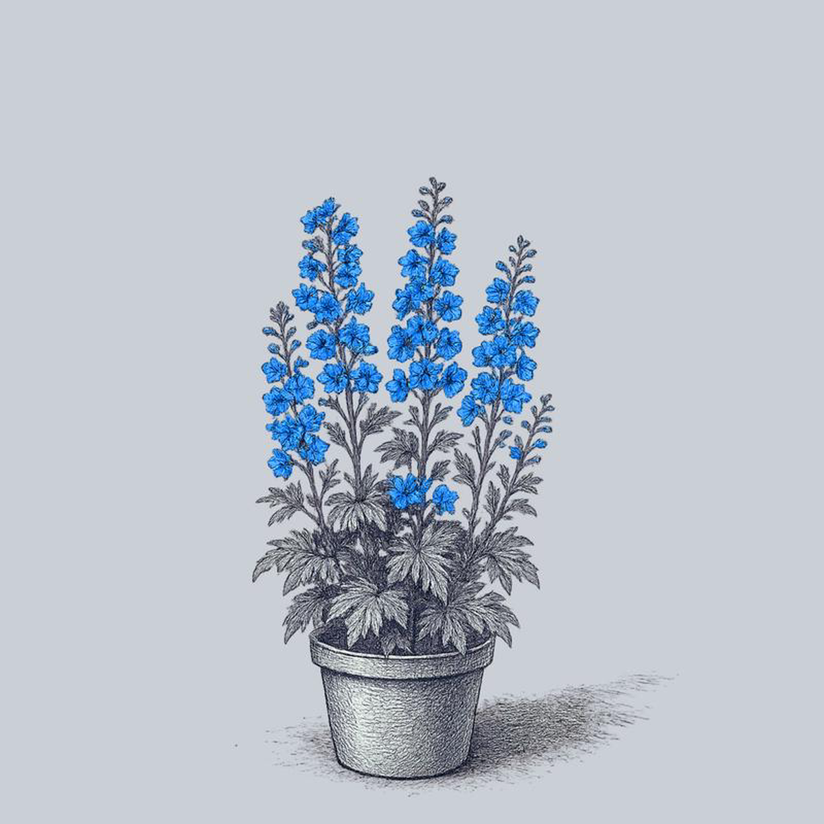 Blue Bird Delphinium 3 Gallon