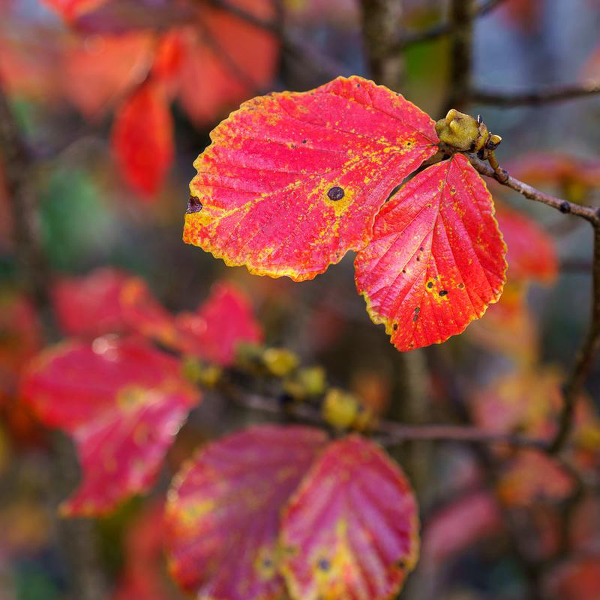 Diane Witch Hazel 3 foot B038B