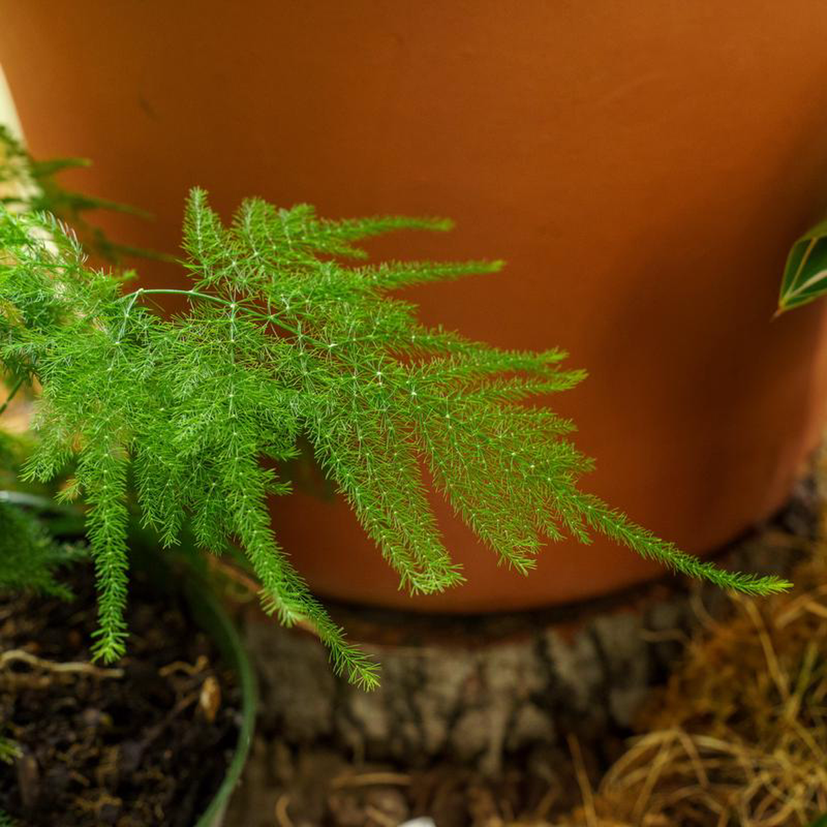 Lace Fern 35 inch Pot