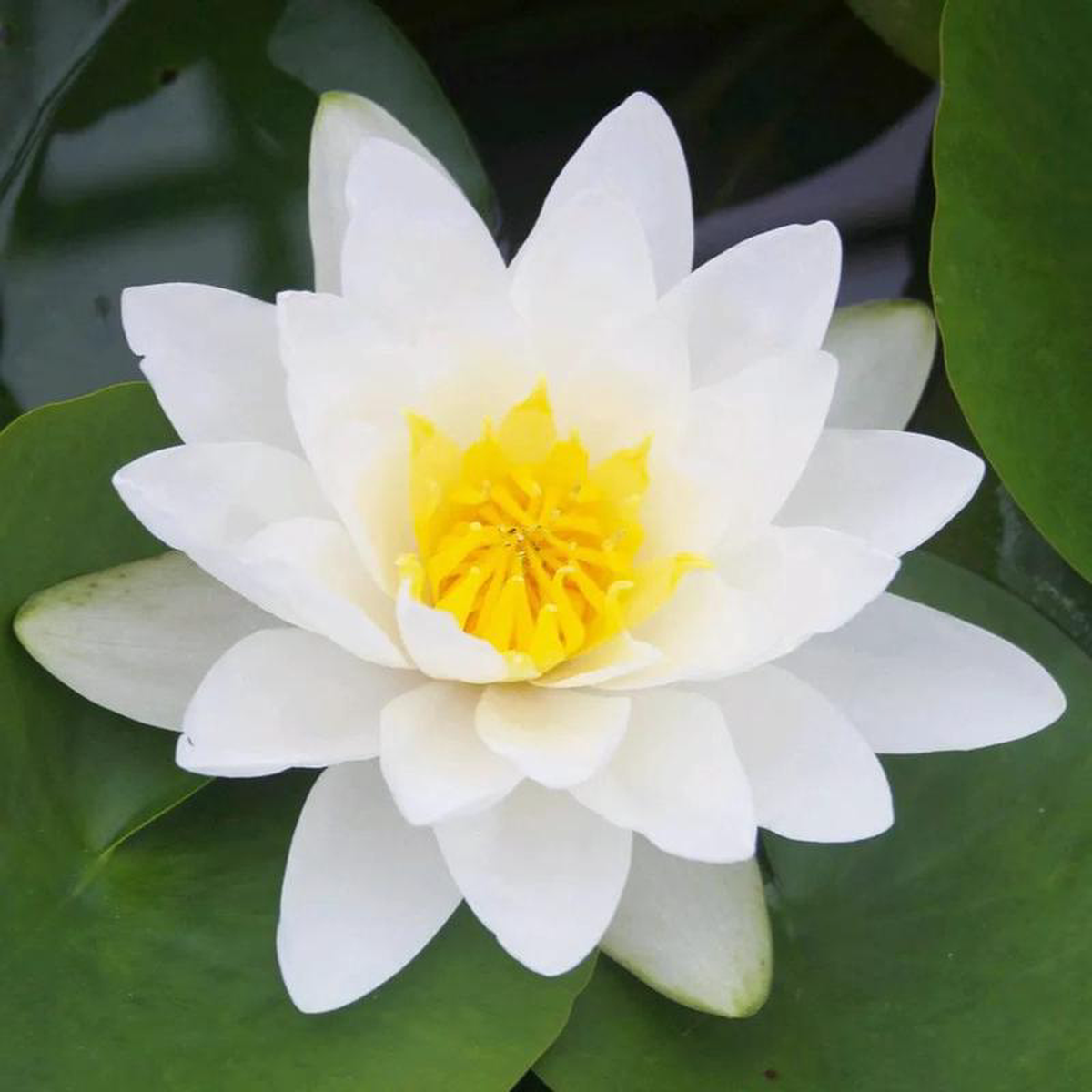 Nymphaea Virginalis Aquatic Pond Plant 8211 Water Lily 1ltr Pot Size