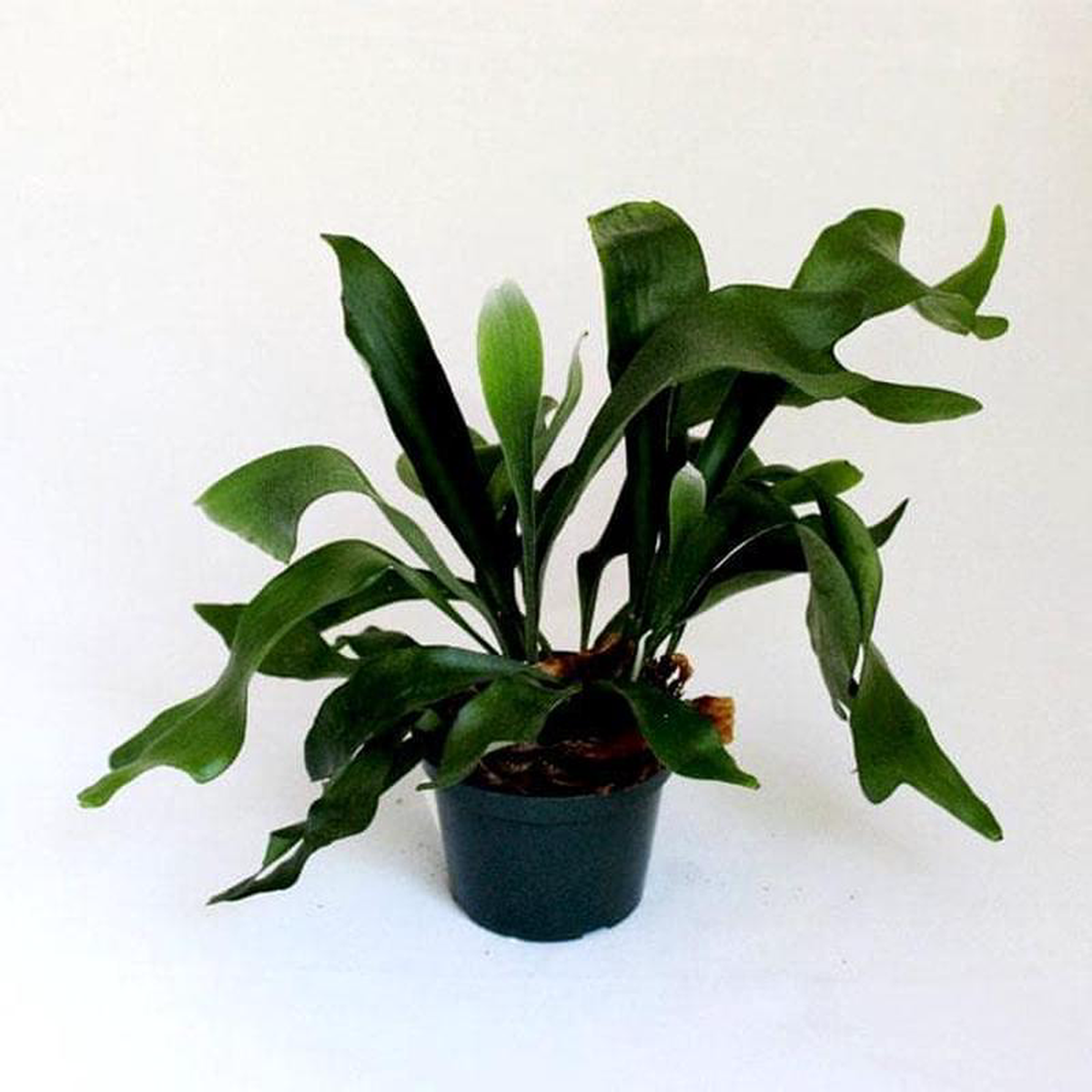 Staghorn Fern 8211 Plant