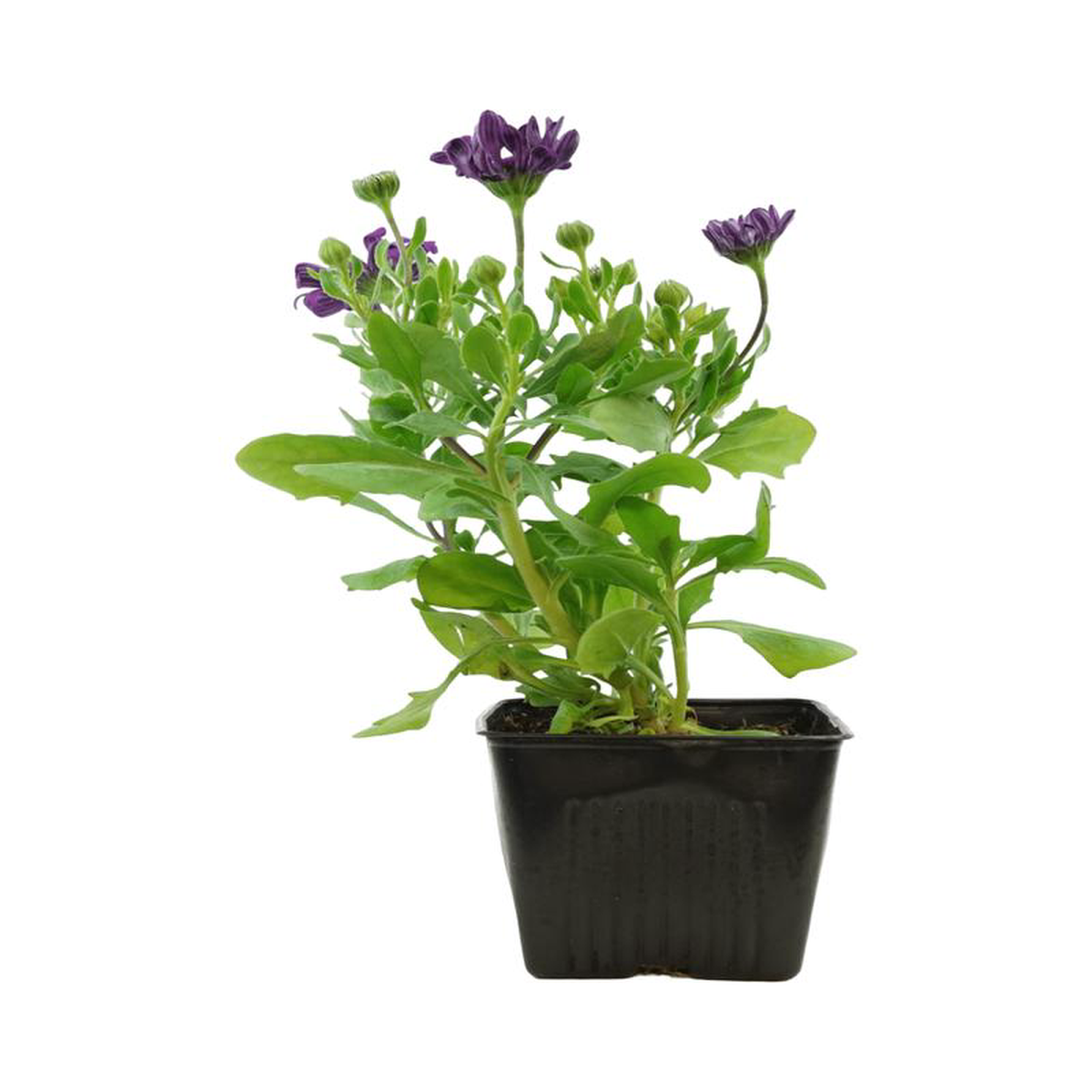 Osteospermum 8216Zion Blue Denim8217 4 Inch