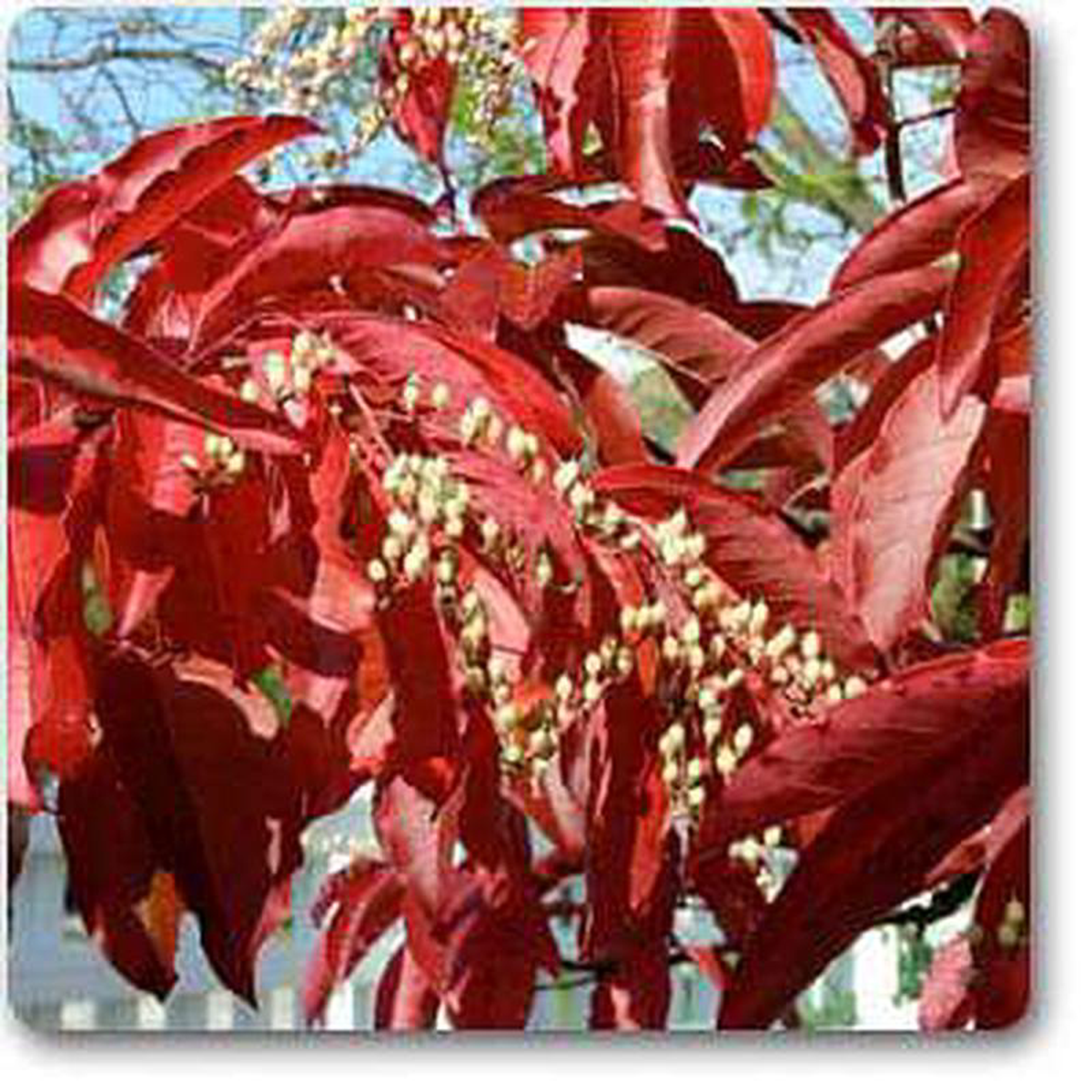 Sourwood 8211 Plant