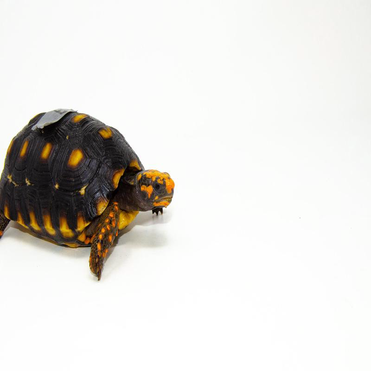 Brazilian Cherryhead Red Foot Tortoise Adult Female 9 8211 BCRFTAF9