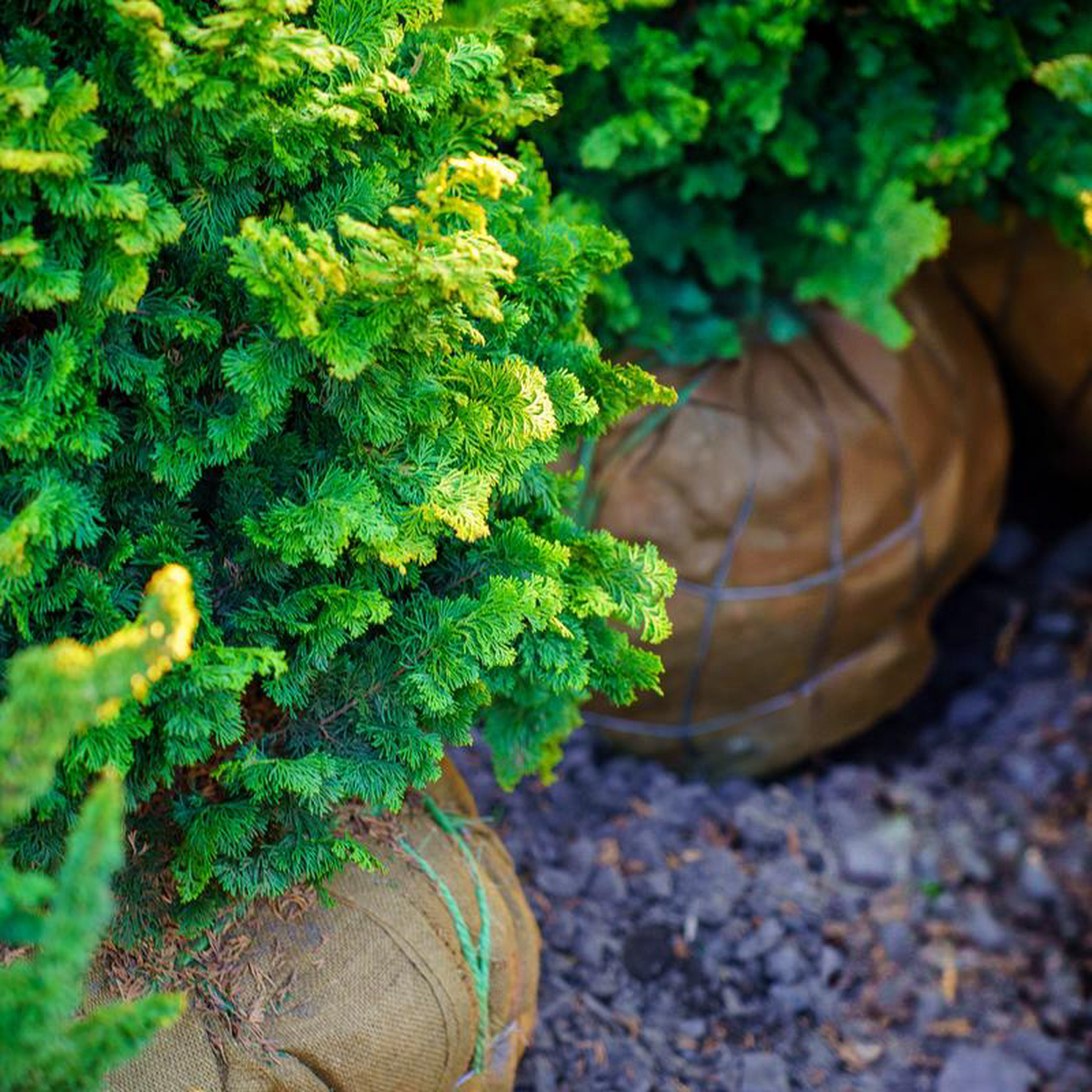 Confucius Hinoki Cypress 35 foot B038B