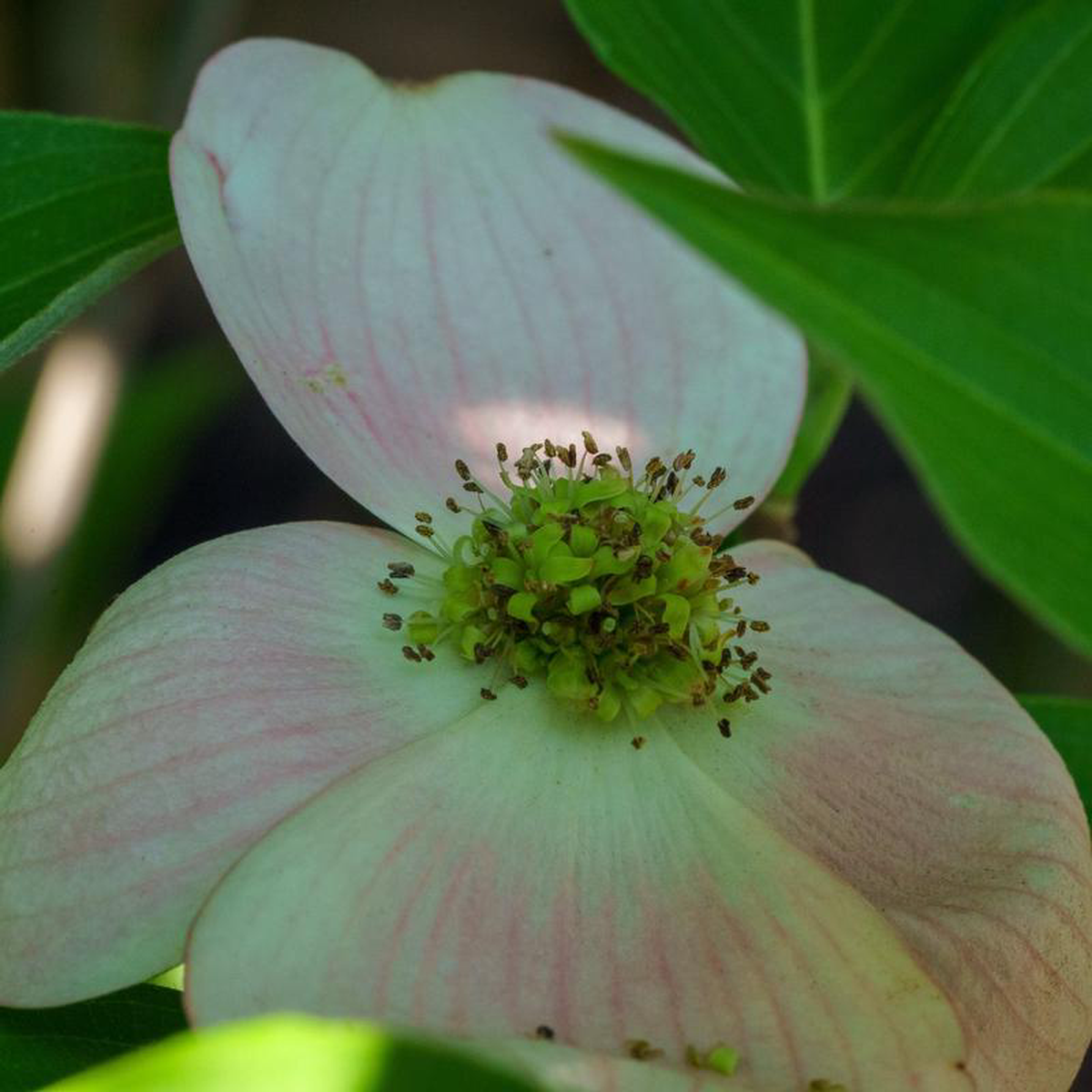 Stellar Pink Dogwood 20 Gallon
