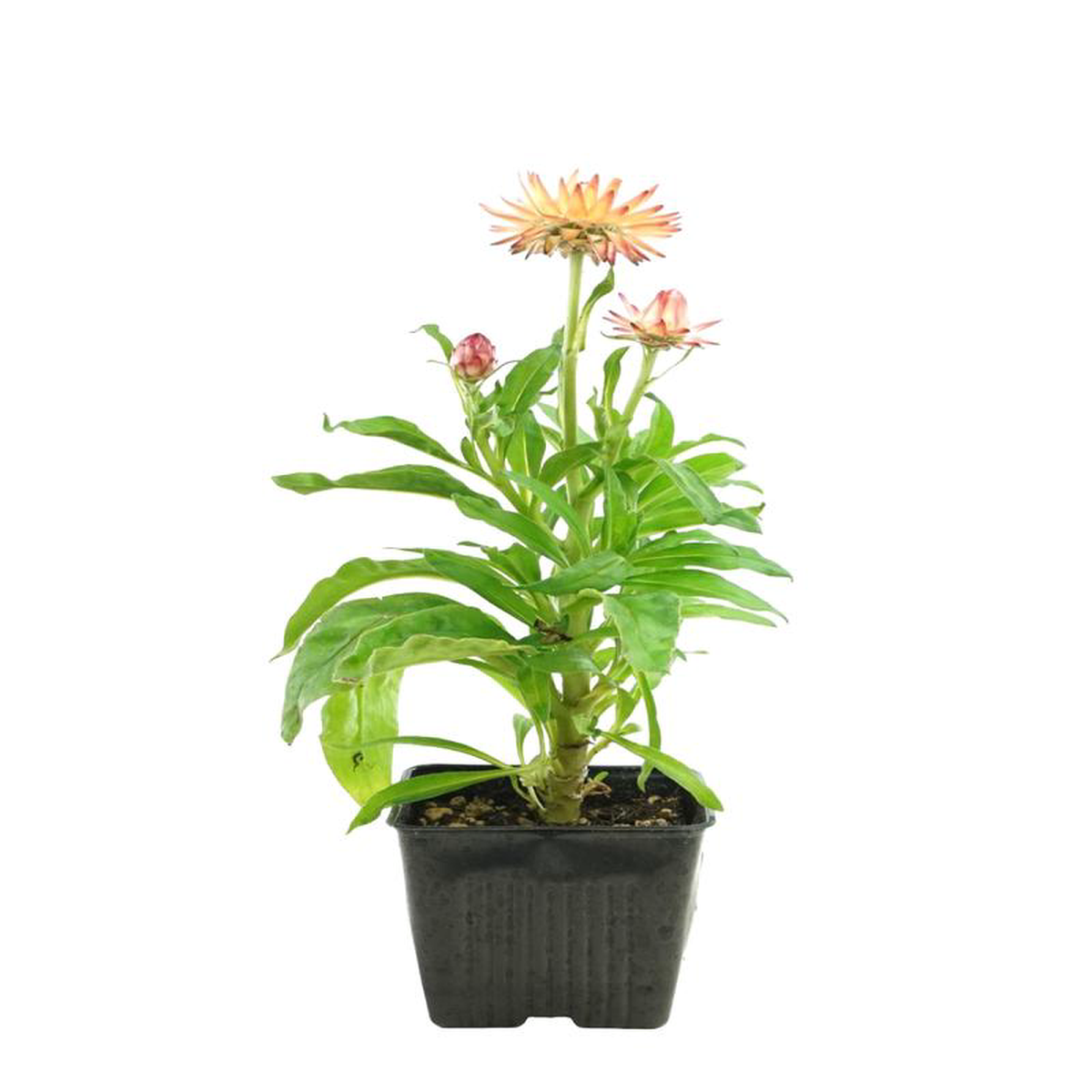 Xerochrysum bracteatum 8216Peachy Keen8217 4 Inch