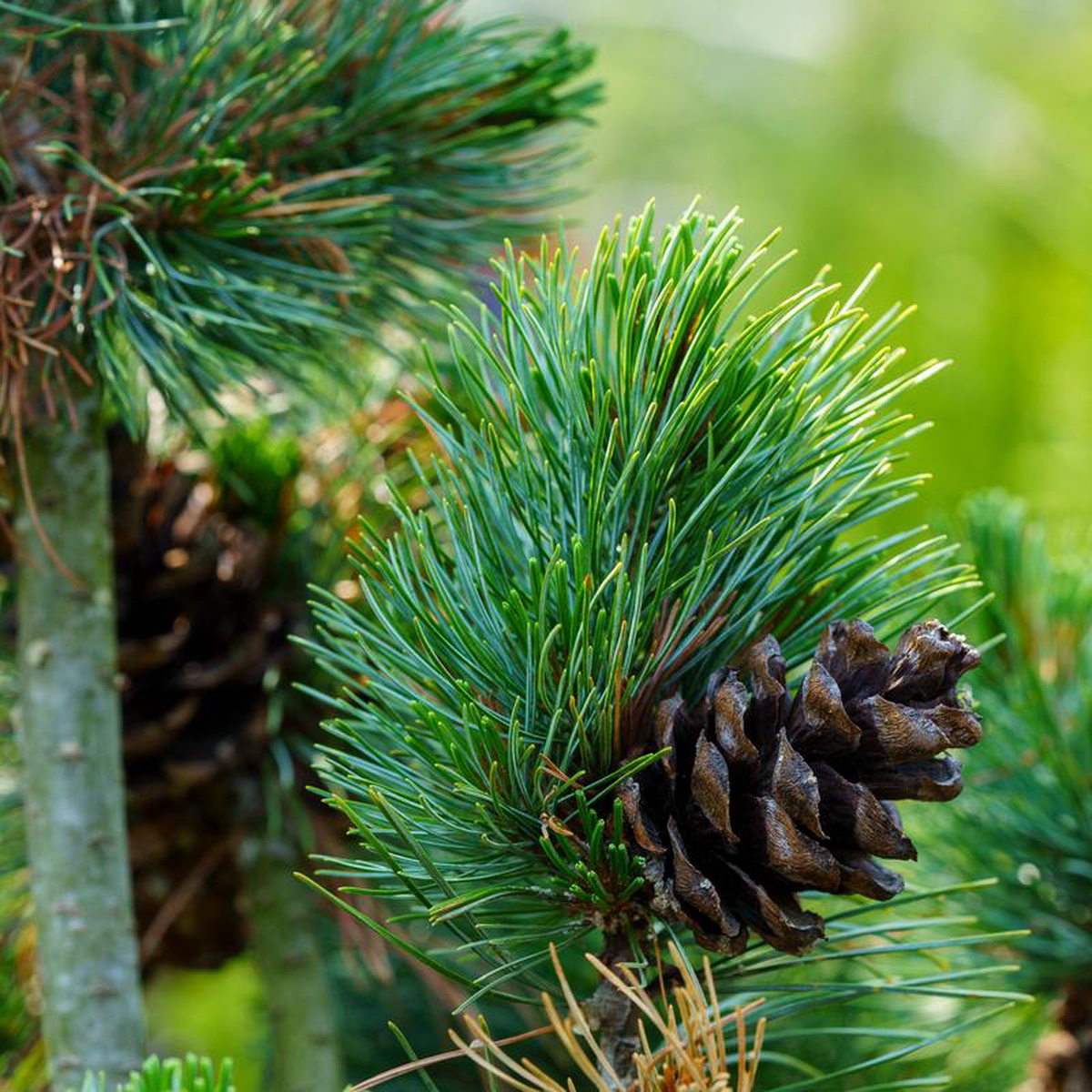 Gimborn8217s Ideal Japanese White Pine 3 foot B038B