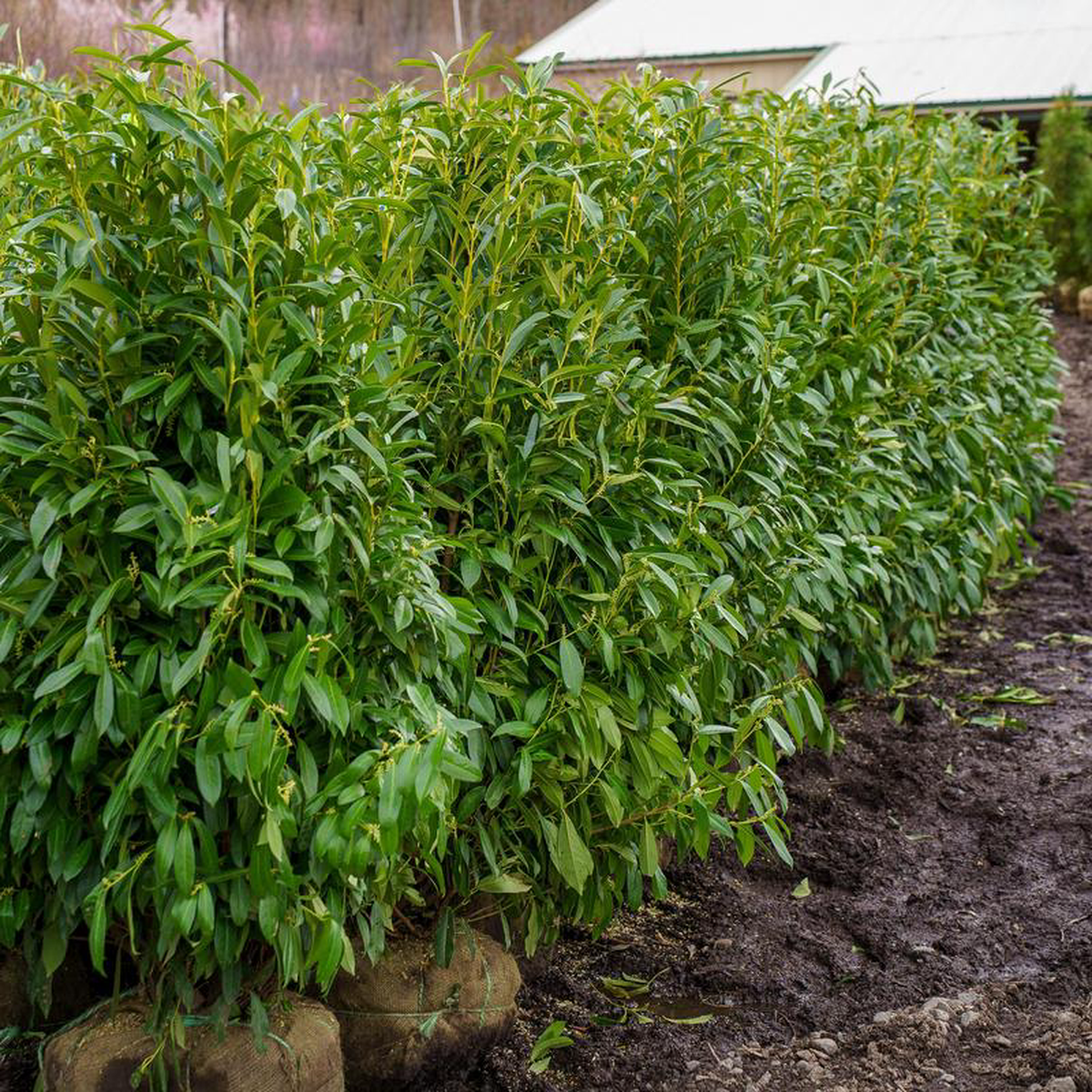 Skip Laurel 5 foot B038B