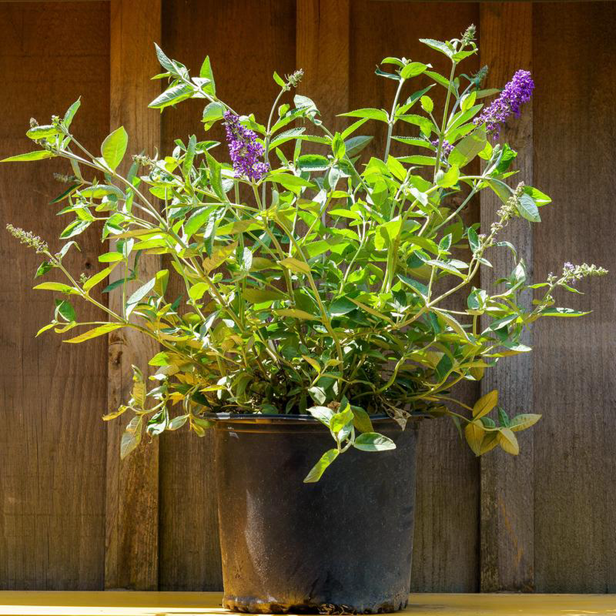 Blue Heaven Butterfly Bush 2 Gallon
