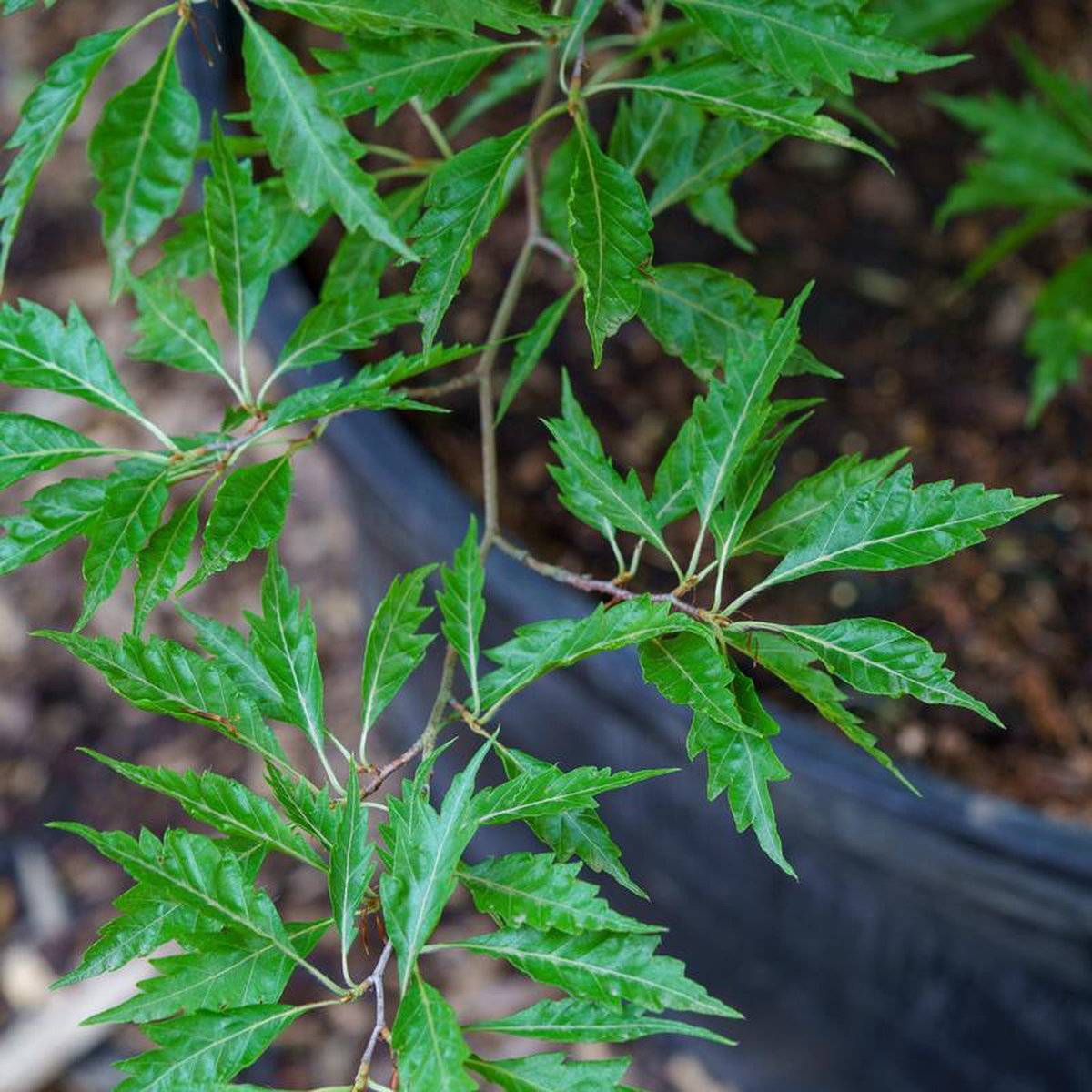 Fernleaf European Beech 25 inch B038B