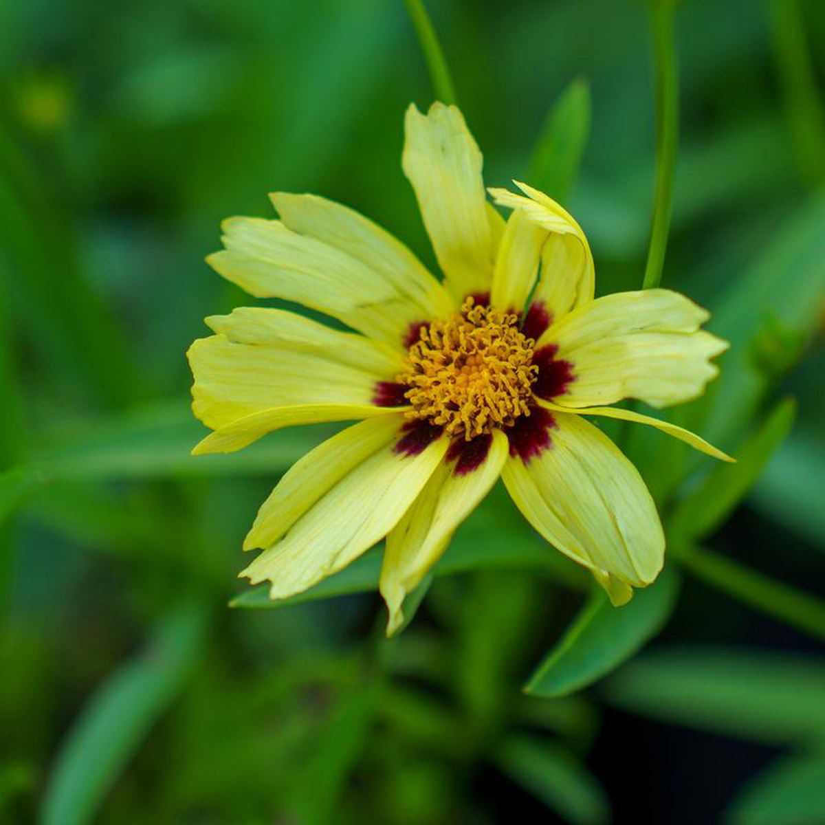 Uptick Cream 038 Red Coreopsis 2 Gallon