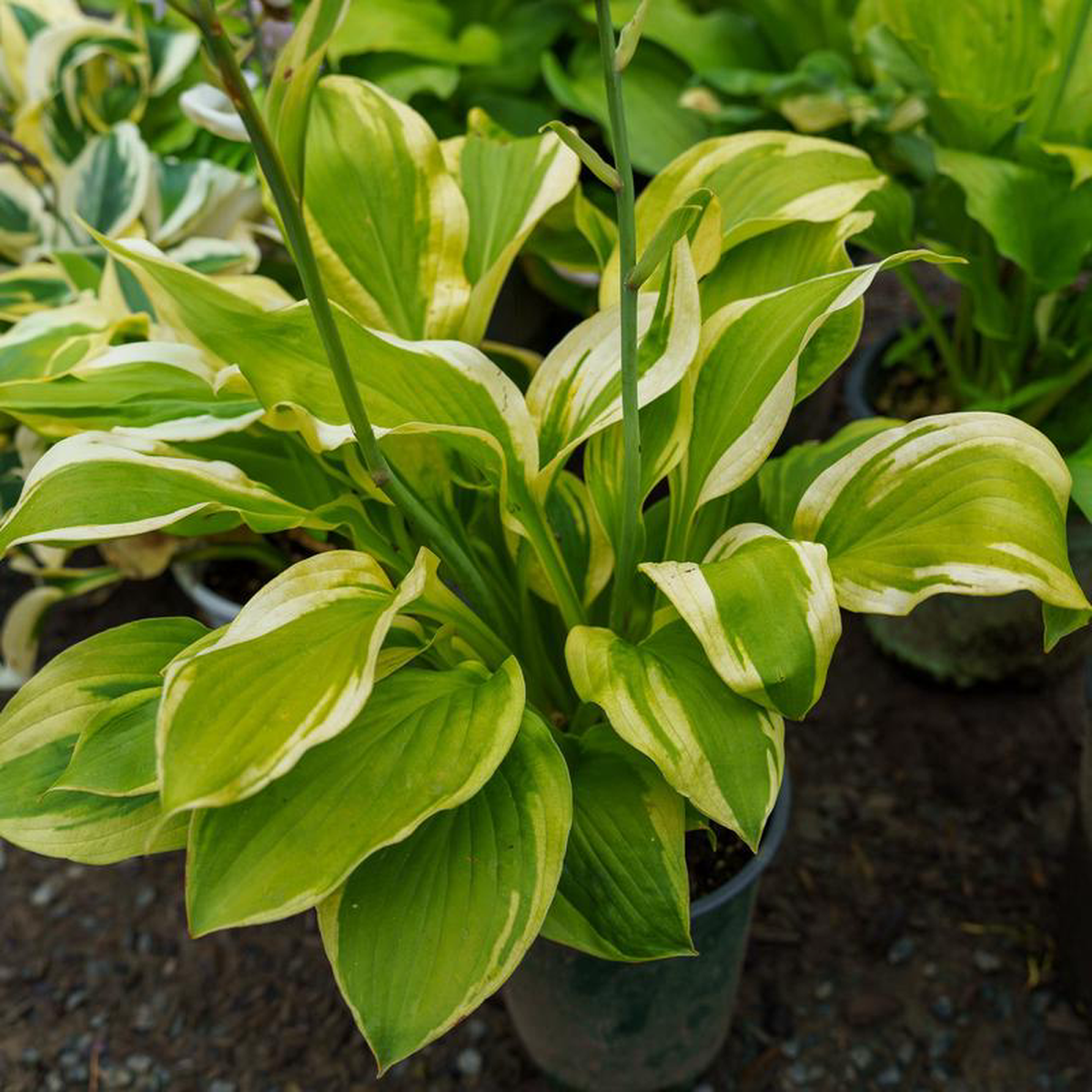 Velvet Moon Hosta 1 Gallon