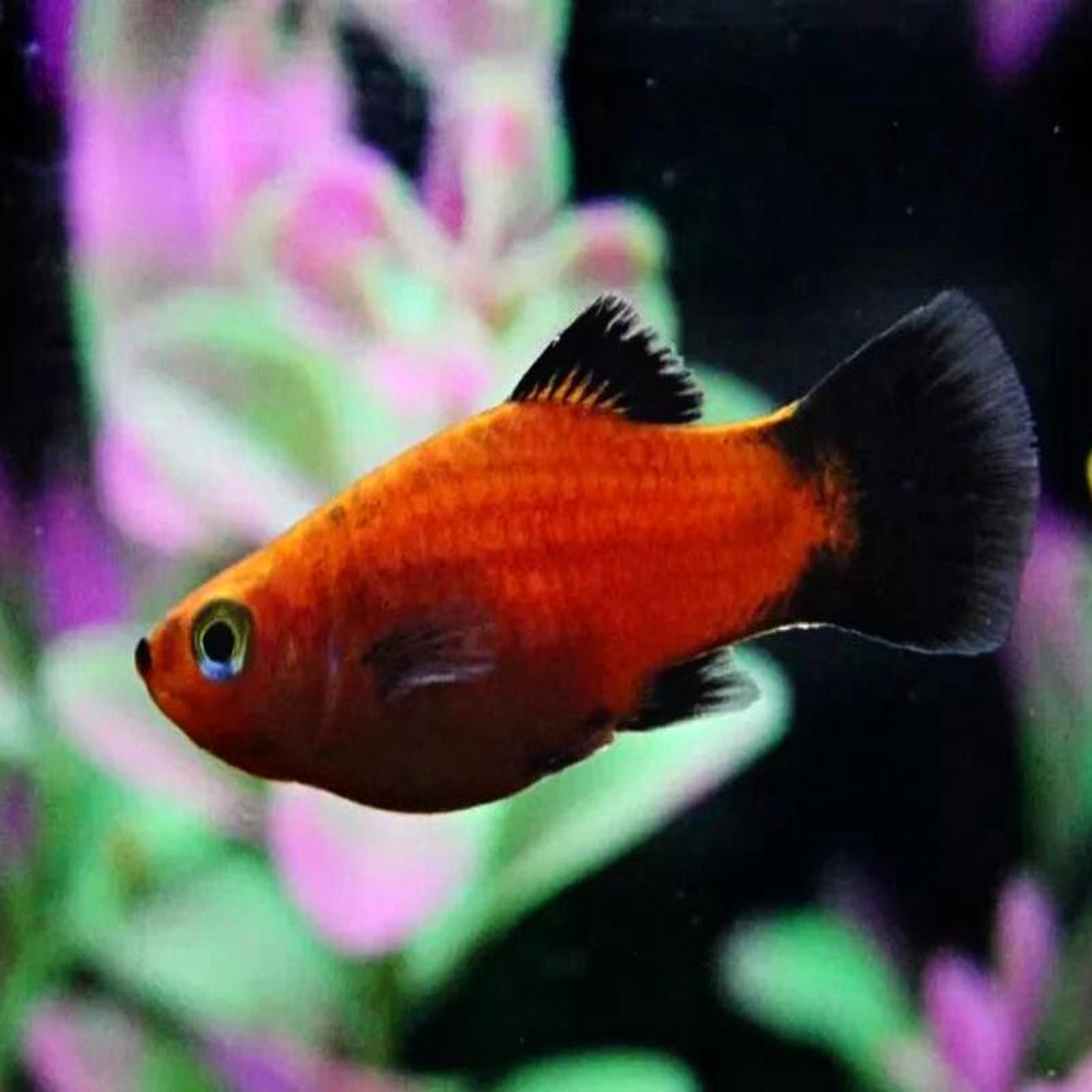 Assorted Platy