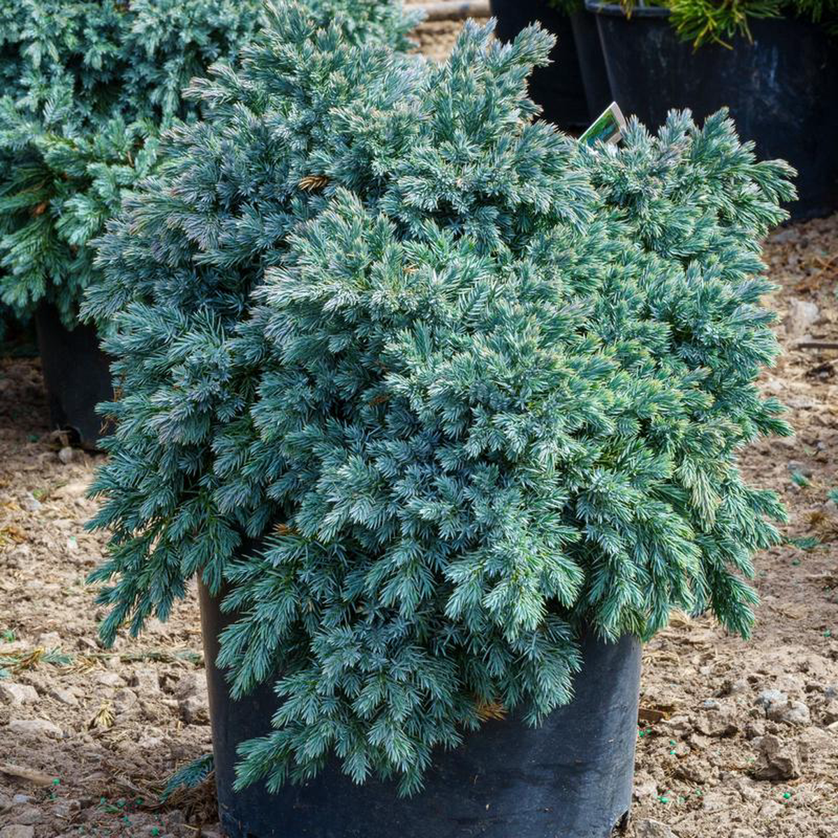 Blue Star Juniper 3 Gallon