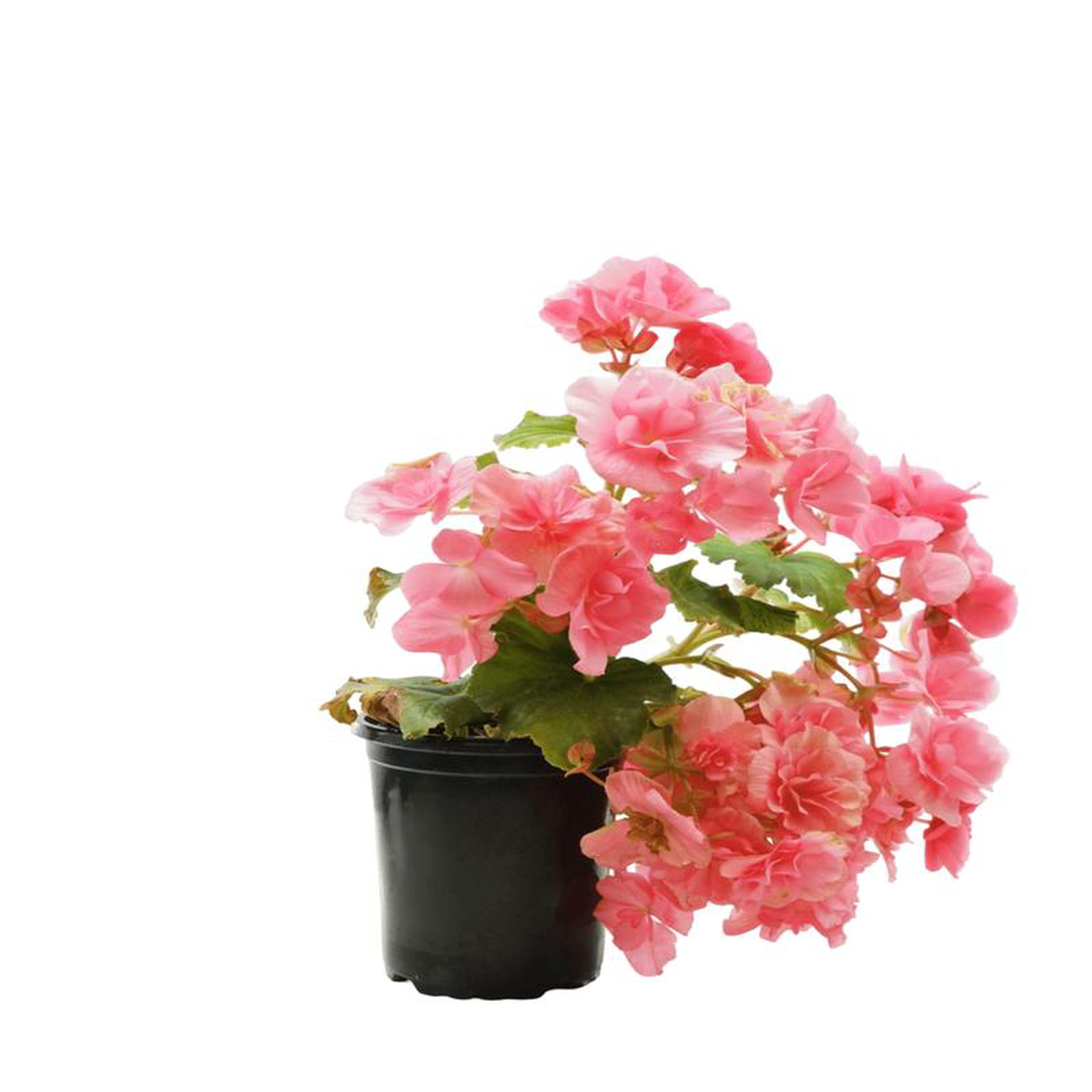 Solar Begonia Mango 5 Inch