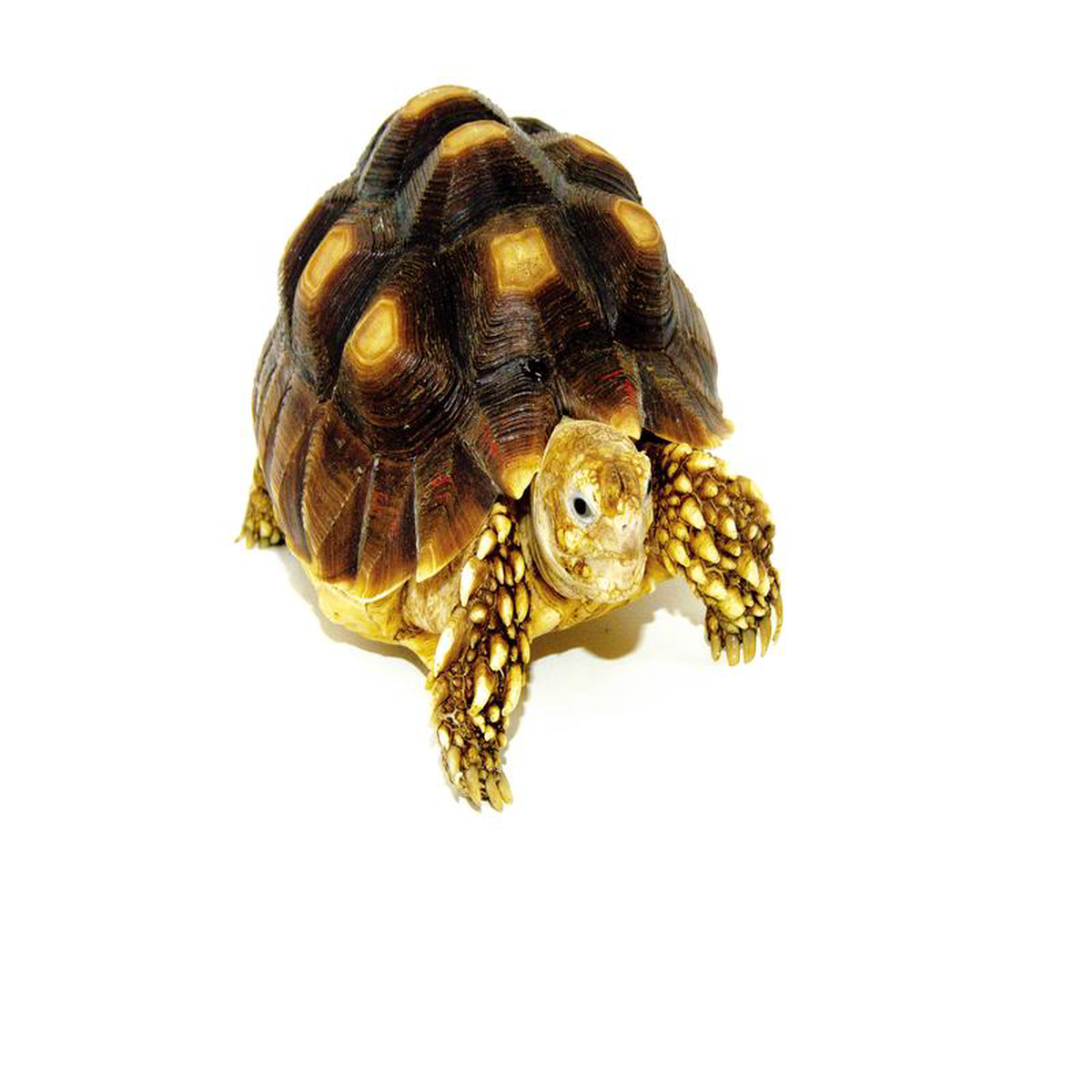 African Spurred Tortoise (4-6 inch) (Centrochelys sulcata)