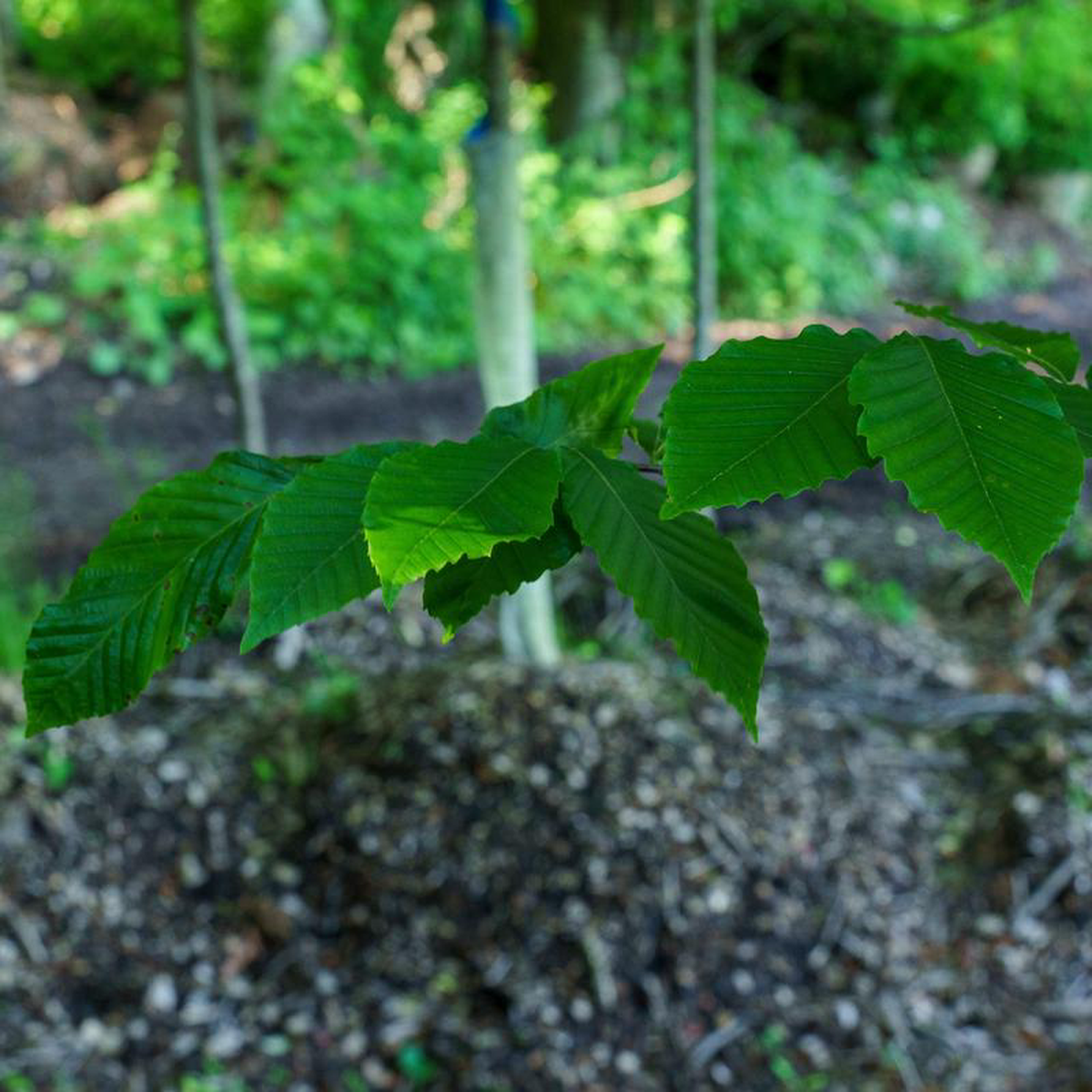 American Beech 15 Gallon