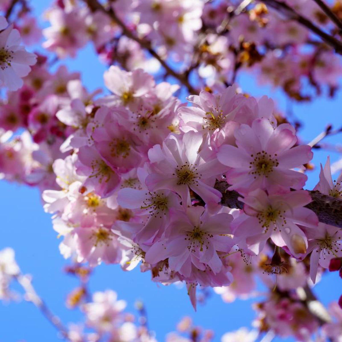 Autumn Flowering Cherry 175 inch B038B