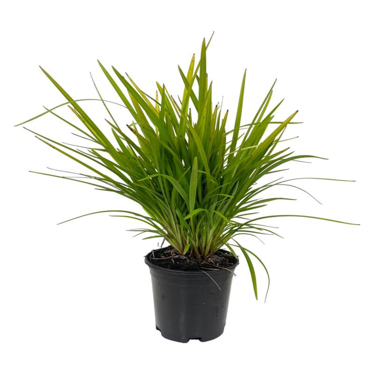 Dianella caerulea 8216Little Becca8217 1 Gallon