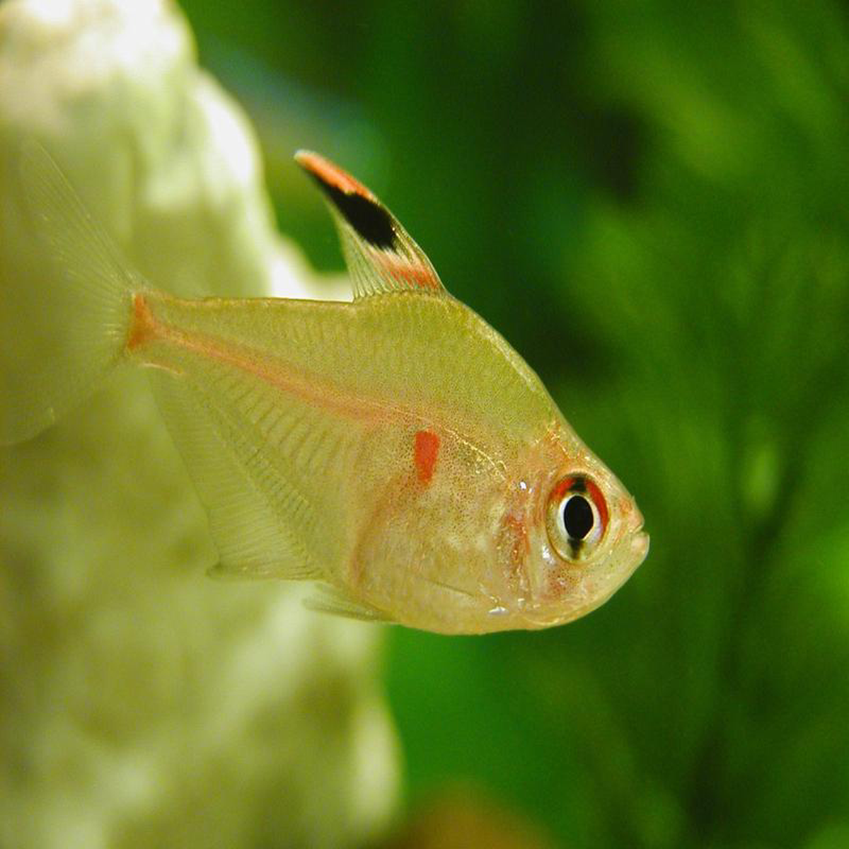 Bleeding Heart Tetra 8211 Erythrostigma