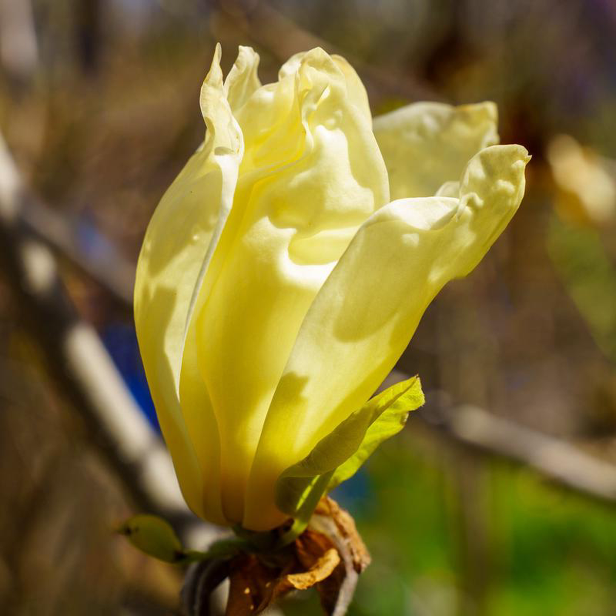 Elizabeth Magnolia 5 foot B038B