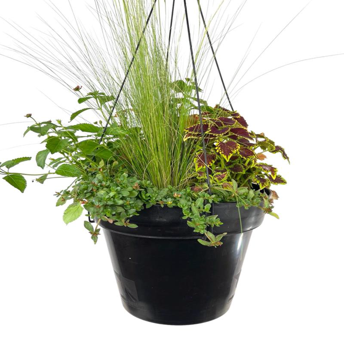 Hanging Garden 4