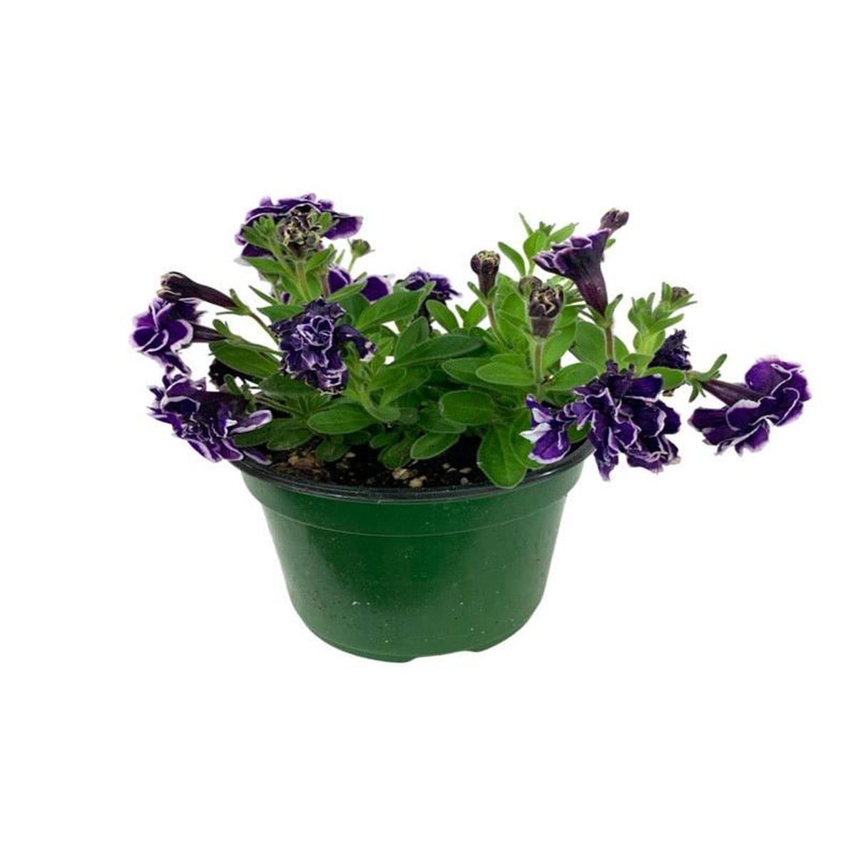 Petunia 8216Frosted Sapphire8217 4 Inch