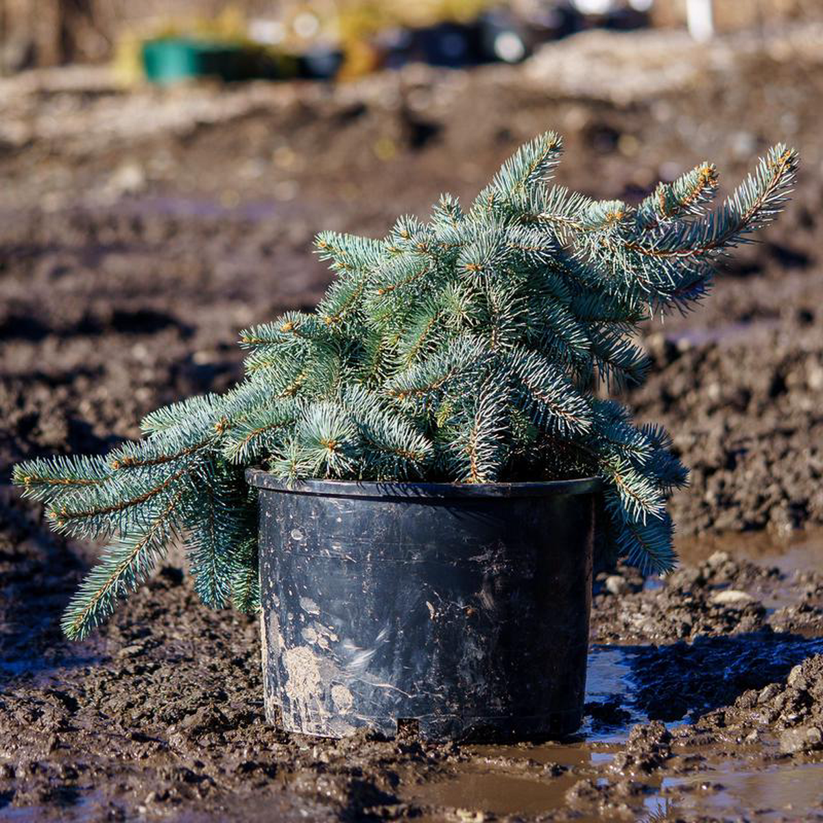 Procumbens Colorado Spruce 10 Gallon