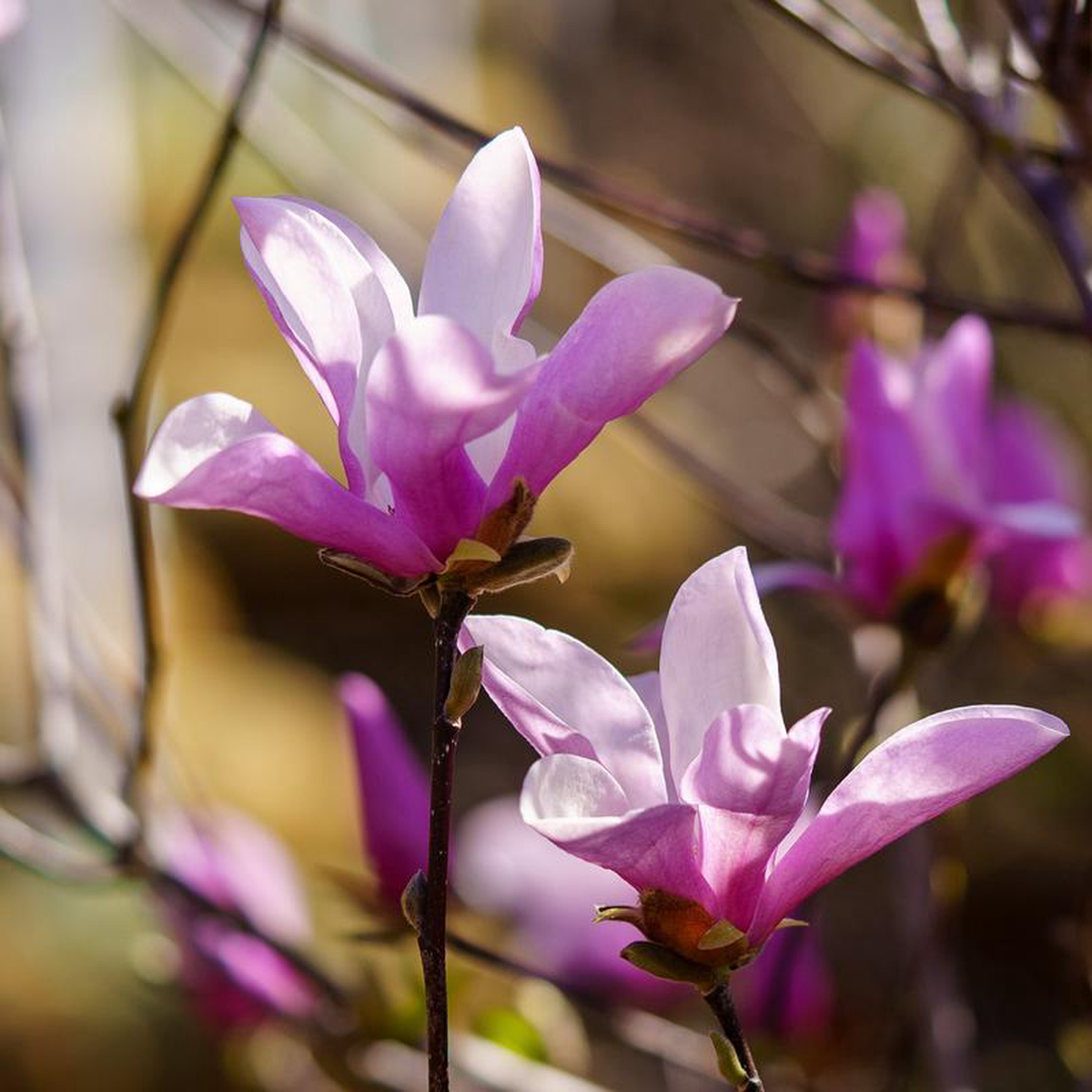 Ann Magnolia 5 foot B038B