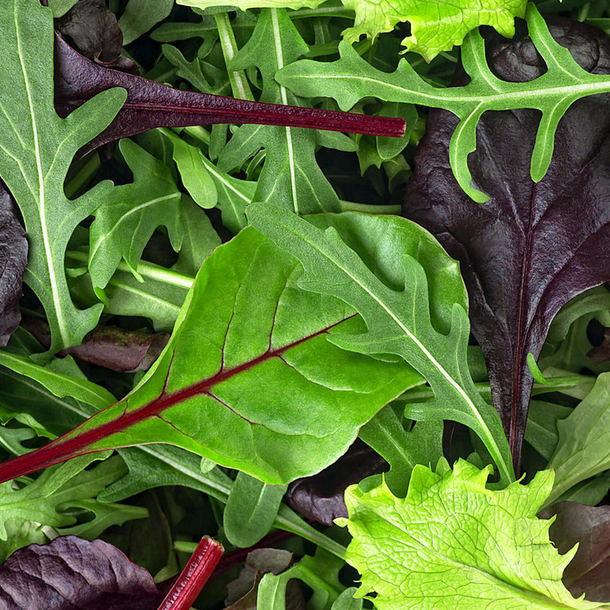 Annie8217s Mesclun Mix (Lactuca sativa)