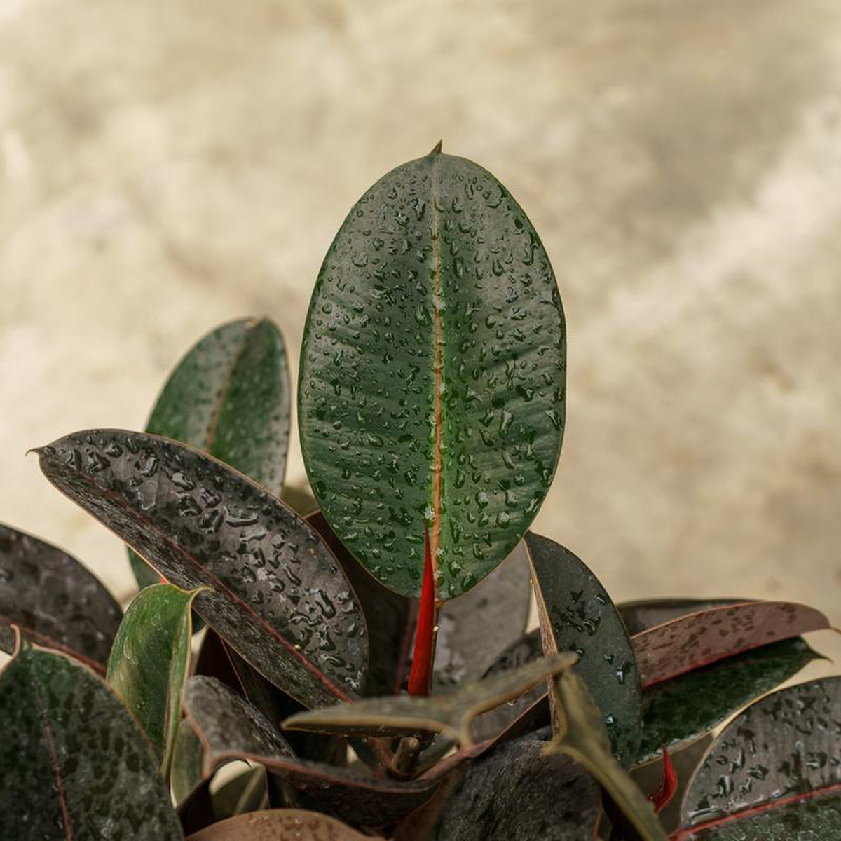 Burgundy Rubber Tree 10 inch Pot