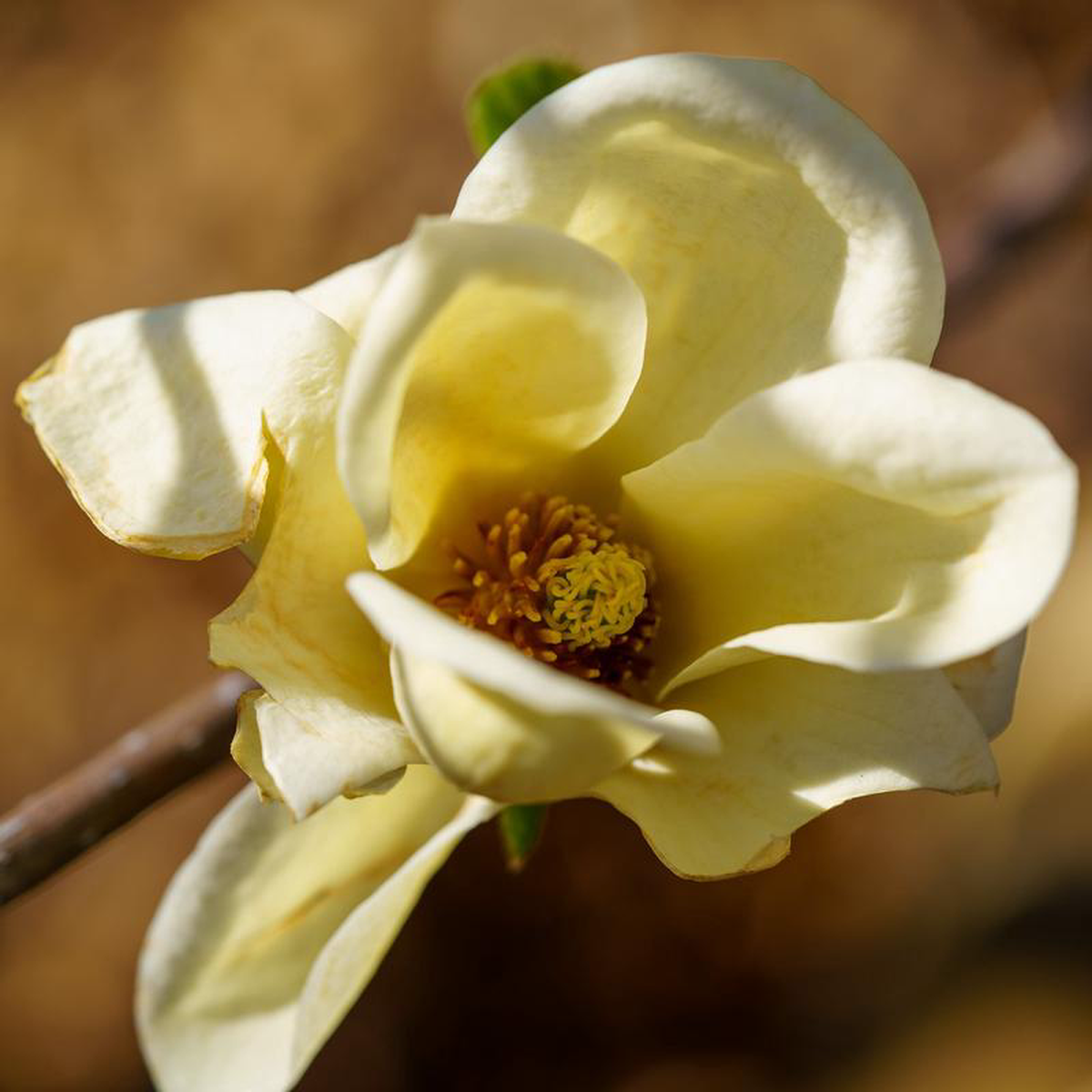 Lois Magnolia 12 to 14 foot B038B