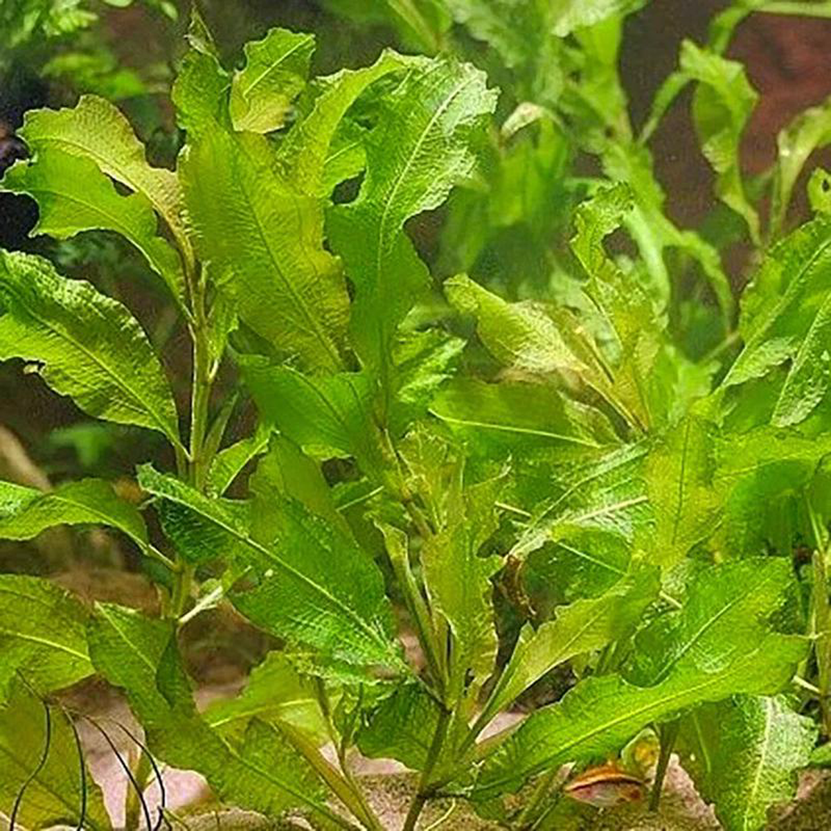 Potamogeton Lucens Aquatic Pond Plant 8211 Sining Pondweed 3ltr Pot Size
