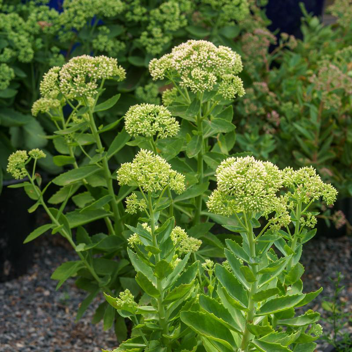 Autumn Joy Stonecrop 1 Gallon