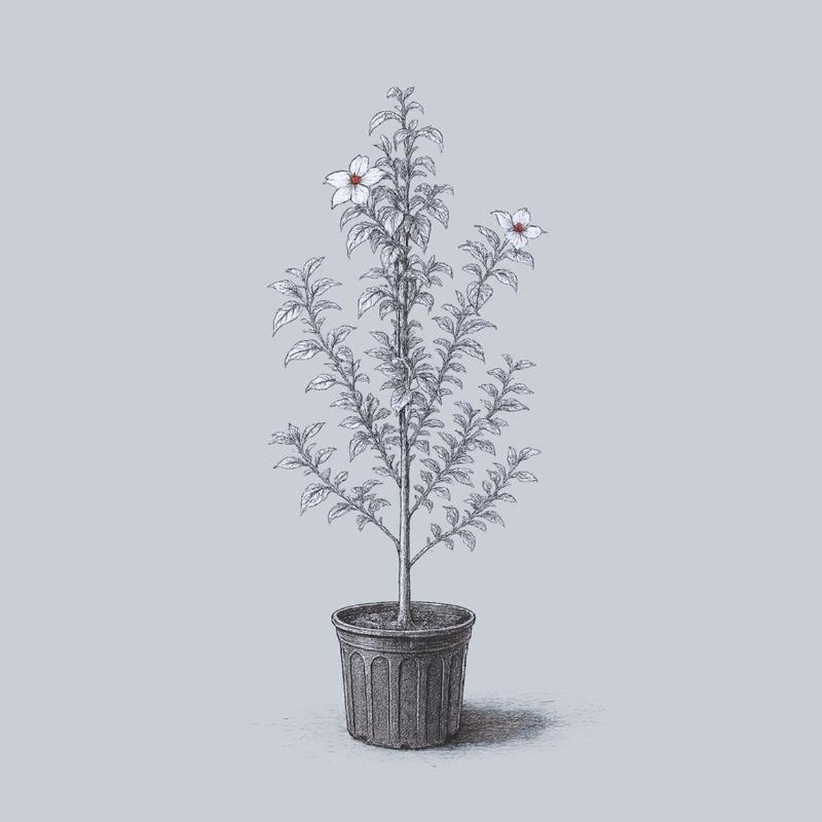 Celestial Shadow Dogwood 125 inch B038B